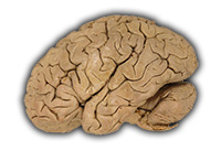 The Brain (external view)