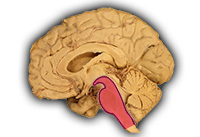 Brain Stem (internal view)