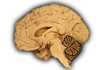 Cerebellum (internal view)