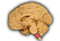 Brain Stem: Medulla Oblongata (internal view)