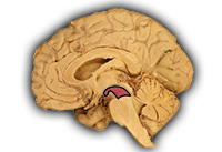 Brain Stem: Midbrain (internal view)
