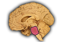 Brain Stem: Pons (internal view)