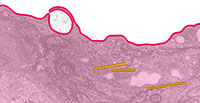 Plasma Membrane