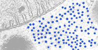 Ribosomes