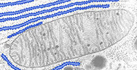 Rough Endoplasmic Reticulum