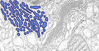 Smooth Endoplasmic Reticulum