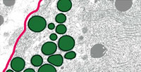 Secretory Vesicles