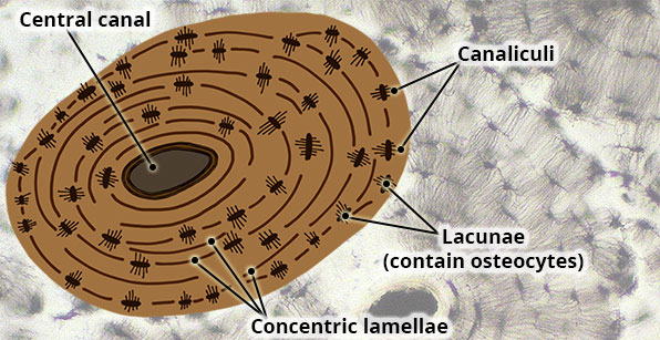 labeled bone connective tissue