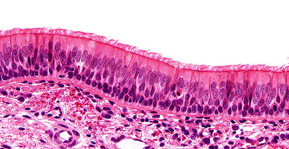 Essential Human Biology : Cells & Tissues : Epithelial Tissue