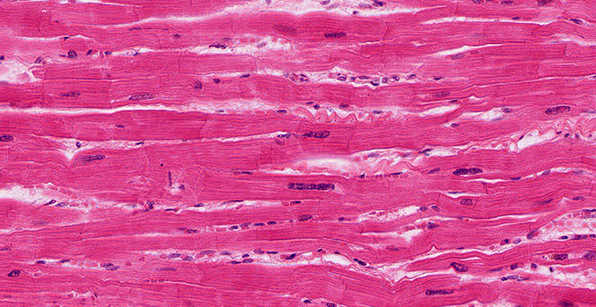 Essential Human Biology : Cells & Tissues : Muscular Tissue