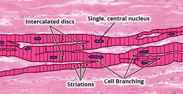 Essential Human Biology : Cells & Tissues : Muscular Tissue