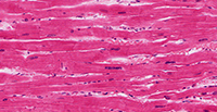 Cardiac Muscle Tissue