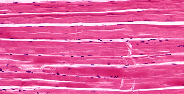 Essential Human Biology : Cells & Tissues : Muscular Tissue