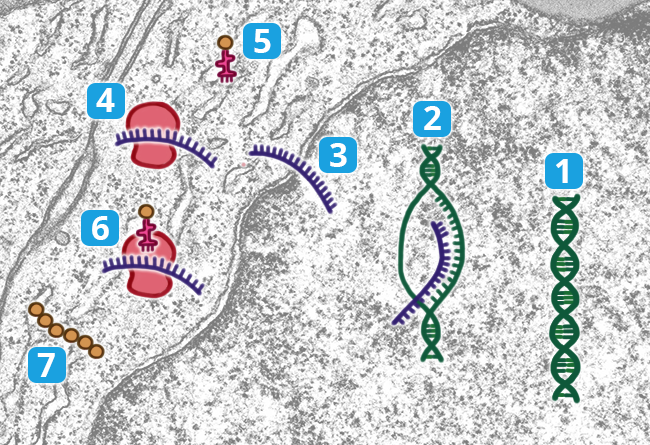 Steps in Protein Production