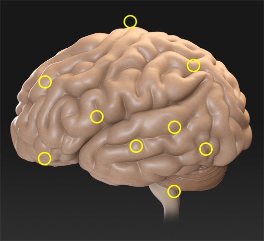 Side view of a human brain