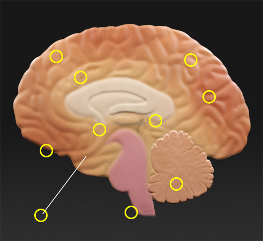 Cross-section of a human brain