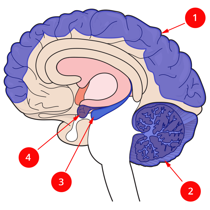 Brain diagram